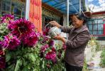 Jan. 11, 2019 -- Photo taken on Aug. 31, 2017 shows a villager watering the flowers at her hostel in Zhaburang Village in Zanda County of Ngari Prefecture, southwest China`s Tibet Autonomous Region. Zanda features the unique landscape of `earth forest` and well-preserved Guge Kingdom site. The ancient Guge Kingdom was founded around the 9th century but disappeared mysteriously during the 17th century. Ngari, at an average altitude of 4,500 meters, is nicknamed the `top of the roof of the world.` It has always been the crown jewel for adventurers and archaeologists, and after them came tourists. (Xinhua/Liu Dongjun) 