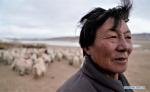 Feb. 1, 2019 -- Herdsman Caiba is seen at a herdsman resettlement site in Bange County, southwest China`s Tibet Autonomous Region, Jan. 18, 2019. In the past, herdsmen in Tibet endured a ridiculously long, cold winter from October to the end of June, before moving to the summer meadow. They had no fixed residence and migrated when the seasons changed, taking their tents, kitchen utensils and other necessities on horseback. Nowadays, most herdsmen benefit from local resettlement program. They said goodbye to their winter hovels and moved into brick-and-mortar Tibetan-style homes. (Xinhua/Purbu Zhaxi) 