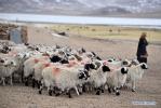 Feb. 1, 2019 -- A herdswoman drives sheep at a herdsman resettlement site in Bange County, southwest China`s Tibet Autonomous Region, Jan. 17, 2019. In the past, herdsmen in Tibet endured a ridiculously long, cold winter from October to the end of June, before moving to the summer meadow. They had no fixed residence and migrated when the seasons changed, taking their tents, kitchen utensils and other necessities on horseback. Nowadays, most herdsmen benefit from local resettlement program. They said goodbye to their winter hovels and moved into brick-and-mortar Tibetan-style homes. (Xinhua/Chogo) 
