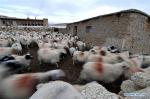Feb. 1, 2019 -- Sheep are seen at a herdsman resettlement site in Bange County, southwest China`s Tibet Autonomous Region, Jan. 17, 2019. In the past, herdsmen in Tibet endured a ridiculously long, cold winter from October to the end of June, before moving to the summer meadow. They had no fixed residence and migrated when the seasons changed, taking their tents, kitchen utensils and other necessities on horseback. Nowadays, most herdsmen benefit from local resettlement program. They said goodbye to their winter hovels and moved into brick-and-mortar Tibetan-style homes. (Xinhua/Chogo) 