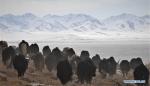 Feb. 1, 2019 -- Yaks are seen near the frozen Namsto Lake in southwest China`s Tibet Autonomous Region, Jan. 17, 2019. In the past, herdsmen in Tibet endured a ridiculously long, cold winter from October to the end of June, before moving to the summer meadow. They had no fixed residence and migrated when the seasons changed, taking their tents, kitchen utensils and other necessities on horseback. Nowadays, most herdsmen benefit from local resettlement program. They said goodbye to their winter hovels and moved into brick-and-mortar Tibetan-style homes. (Xinhua/Purbu Zhaxi)