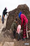 Feb. 1, 2019 -- Herdswoman Qimei and her family get cow manure near a herdsman resettlement site in Bange County, southwest China`s Tibet Autonomous Region, Jan. 17, 2019. In the past, herdsmen in Tibet endured a ridiculously long, cold winter from October to the end of June, before moving to the summer meadow. They had no fixed residence and migrated when the seasons changed, taking their tents, kitchen utensils and other necessities on horseback. Nowadays, most herdsmen benefit from local resettlement program. They said goodbye to their winter hovels and moved into brick-and-mortar Tibetan-style homes. (Xinhua/Purbu Zhaxi) 