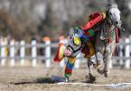 Feb. 9, 2019 -- A man demonstrates equestrian skills during an event held to celebrate Tibetan New Year in Lhasa, capital of southwest China`s Tibet Autonomous Region, Feb. 7, 2019. (Xinhua/Purbu Zhaxi)