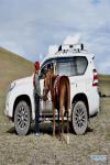 A horse is seen beside a car in southwest China`s Tibet Autonomous Region, Feb. 18, 2018. Since 1990, horses have been drifting away from plateau life, as most villages are connected to modern road networks these days. In some places, however, horses have regained their status as a mode of transport. Gyumey Dorje lives at the foot of Mt. Gang Rinpoche, a sacred mountain for Tibetans and a hot tourist attraction. There, villagers offer tourists services such as horseback riding or transferring goods up and down the mountain. `The horse is no common livestock,` said Ngawang Tenzin from the local culture authority. `The changing status of horses reflects the development of Tibet.` (Xinhua/Zhou Jianwei)