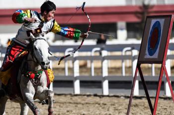 Changing role of Tibetan horses reflects region's modernization