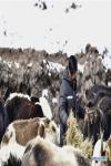 Feb. 26, 2019 -- A herdsman feeds cattle with government-provided fodder in Zaduo County of Yushu Tibetan Autonomous Prefecture, northwest China`s Qinghai Province, Feb. 14, 2019.