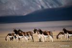 Feb. 28, 2019 -- Photo taken on Jan. 31, 2019 shows Tibetan wild donkeys in Shuanghu County, southwest China`s Tibet Autonomous Region. Shuanghu County, located 5,000 meters above sea level in southwest China`s Tibet Autonomous Region, suffers from strong winds 200 days a year. With a year-round temperature averaging minus five degrees Celsius, Shuanghu is home to the world`s third largest glacier, the Purog Kangri. Occasionally, the temperature here drops to minus 40 degrees Celsius. The county, about 120,000 square kilometers in area, lies in the middle of the Qiangtang National Nature Reserve. There are 135 conservation staff members working in Shuanghu`s 15 wildlife management and conservation stations to improve protection of wild animals. In 2018, the county government suspended construction of tourism-related support facilities around the Purog Kangri glacier to better protect the environment. Shuanghu now has about 20,000 wild yaks and 200,000 Tibetan antelopes, plus more than 20 rare species such as the snow leopard and brown bear. (Xinhua/Purbu Zhaxi)