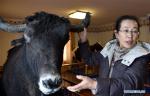 March 11, 2019 -- Ji Qiumei uses a yak specimen to lecture on the growth of yaks at Tibet Academy of Agricultural and Animal Husbandry Sciences in Lhasa, southwest China`s Tibet Autonomous Region, Feb. 28, 2019. Effortlessly cutting slices from a gigot while chatting with local herdsmen in fluent Tibetan, Ji Qiumei, thin and wearing glasses, fits right into the prairie. Born in 1965, Ji has studied Tibetan yaks for 30 years. In this field, she is the sole female researcher and the only one with a doctoral degree. Aiming to help herders out of poverty through her research, Ji sees grasslands and pastures as her laboratories. In recent years, she has made frequent trips to Damxung County in the northwest outskirt of Lhasa, capital of southwest China`s Tibet Autonomous Region, where projects like large-scale grass planting and intensive yak fattening are being carried out. Ji Qiumei had been raised in a pasture. She has known yaks since childhood and understood that for Tibetan herders, yaks are the most important source of food as well as income. In 1988, she graduated from the Southwest University for Nationalities and later studied in the Chinese Academy of Sciences. She finished her doctoral degree at the International Potato Center in Peru. Upon her return from Peru in 2002, Ji undertook research focusing on the Tibetan yak. She and her team have achieved a lot in increasing yaks` milk yield, reproduction rate, and meat production. They also established an embryo transplantation method for yaks, an important step forward in yak breeding. Achievements did not come without a cost. Decades of working in the fields on the plateau worsened the doctor`s heart condition. She has had three heart surgeries. Ji Qiumei always returned to her work once recovered, devoting both her mind and her body to the study of Tibetan yaks. (Xinhua/Chogo)
