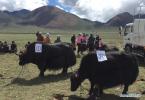March 11, 2019 -- This undated file photo shows yaks raised by Ji Qiumei`s team by selective breeding in southwest China`s Tibet Autonomous Region. Effortlessly cutting slices from a gigot while chatting with local herdsmen in fluent Tibetan, Ji Qiumei, thin and wearing glasses, fits right into the prairie. Born in 1965, Ji has studied Tibetan yaks for 30 years. In this field, she is the sole female researcher and the only one with a doctoral degree. Aiming to help herders out of poverty through her research, Ji sees grasslands and pastures as her laboratories. In recent years, she has made frequent trips to Damxung County in the northwest outskirt of Lhasa, capital of southwest China`s Tibet Autonomous Region, where projects like large-scale grass planting and intensive yak fattening are being carried out. Ji Qiumei had been raised in a pasture. She has known yaks since childhood and understood that for Tibetan herders, yaks are the most important source of food as well as income. In 1988, she graduated from the Southwest University for Nationalities and later studied in the Chinese Academy of Sciences. She finished her doctoral degree at the International Potato Center in Peru. Upon her return from Peru in 2002, Ji undertook research focusing on the Tibetan yak. She and her team have achieved a lot in increasing yaks` milk yield, reproduction rate, and meat production. They also established an embryo transplantation method for yaks, an important step forward in yak breeding. Achievements did not come without a cost. Decades of working in the fields on the plateau worsened the doctor`s heart condition. She has had three heart surgeries. Ji Qiumei always returned to her work once recovered, devoting both her mind and her body to the study of Tibetan yaks. (Xinhua)