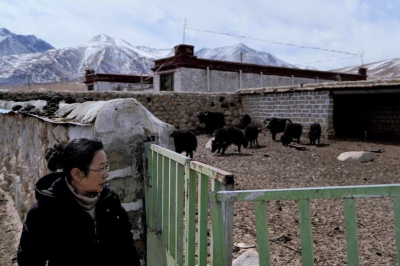 Daily life of researcher devoting both her mind and body to study of Tibetan yaks