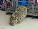 Mar. 26, 2019 -- An eight-month-old snow leopard is seen in an animal sanctuary in Qushui County, Southwest China`s Tibet Autonomous Region. A local farmer found the cub, which will be released back to the wild when it is ready. (Photo provided to China News Service)