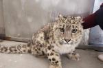 Mar. 26, 2019 -- An eight-month-old snow leopard is seen in an animal sanctuary in Qushui County, Southwest China`s Tibet Autonomous Region. A local farmer found the cub, which will be released back to the wild when it is ready. (Photo provided to China News Service) 