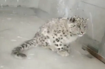 Little snow leopard rescued in Tibet