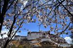 April 9, 2019 -- Photo taken on April 8, 2019 shows flowers near the Potala Palace in Lhasa, capital city of southwest China`s Tibet Autonomous Region. (Xinhua/Chogo)