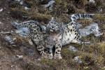 Apr. 15, 2019 -- Photo taken on Oct. 22, 2017 shows a snow leopard with its cub at Three-river-source National Park in northwest China`s Qinghai Province. (Photo: Xinhua)