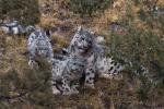 Apr. 15, 2019 -- Photo taken on Oct. 22, 2017 shows snow leopards at Three-river-source National Park in northwest China`s Qinghai Province. (Photo: Xinhua)