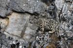 Apr. 15, 2019 -- Photo taken on Oct. 22, 2017 shows two snow leopard cubs at Three-river-source National Park in northwest China`s Qinghai Province. (Photo: Xinhua)
