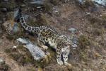 Apr. 15, 2019 -- Photo taken on Oct. 22, 2017 shows a snow leopard at Three-river-source National Park in northwest China`s Qinghai Province. (Photo: Xinhua)