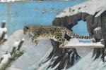 Apr. 15, 2019 -- A snow leopard jumps in the snow-covered Xining Wildlife Park in Xining, capital of northwest China`s Qinghai Province, on Nov. 7, 2018. (Photo: Xinhua)