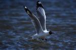 Apr. 15, 2019 -- A brown-headed gull flies over a lake at the Xiannvwan scenic spot of Qinghai Lake in northwest China`s Qinghai Province, April 10, 2019. The Qinghai Lake goes into a `frozen period` every mid-December and completely melts in mid-April next year. (Xinhua/Zhang Hongxiang)