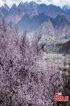 Apr. 22, 2019 -- Photo shows scenery of peach blossoms beside the Phabongkha Monastery in northern suburbs of Lhasa, capital city of southwest China`s Tibet, April 18, 2019. (Photo/China News Serice)