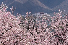 In pics: blossoming peach trees in Lhasa, China’s Tibet