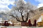 Apr. 23, 2019 -- Buddhist monks are seen engaged in a scriptural debate under a peach tree at the Pabonka Hermitage in the northern suburb of Lhasa, southwest China`s Tibet Autonomous Region, April 18, 2019. (Xinhua/Jigme Dorgi)