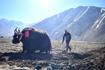 Spring plowing starts in Southwest China’s Tibet