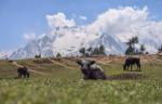 Apr. 30, 2019 -- Photo taken on April 28, 2019 shows a yak resting at Gyirong county of Xigaze city, southwest China`s Tibet autonomous region.The vast drop in altitude in Gyirong county, known as the `backyard garden of Mount Qomolangma`, makes the ecological environment unique, with crystal-clear lakes and towering mountain peaks creating a mesmerizing scene. Mount Qomolangma is known as Mouth Everest in the West.[Photo/Xinhua]