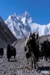 May 14, 2019 -- Yaks transport goods and materials to camps at higher altitude for the climbers on the northern face of Mount Qomolangma, southwest China`s Tibet Autonomous Region, April 25, 2019. Every year, for a few weeks, hundreds of climbers and supporting personnel come to the base camp of the northern face of Mount Qomolangma, trying to reach the summit of the tallest and most famous mountain in the world. Before starting climbing, they need to hike several times between elevations from 5,000 meters to 7,000 meters, giving their bodies some time to adapt. When this process is over, it`s all up to the weather. The base camp is a popular place to wait for the window. Among the six camps on the northern face, the base camp at an altitude of 5,200 meters is the furthest cars can reach and therefor the most equipped. Besides food and accommodation, climbers can also enjoy tea and massage. They can also play football on perhaps the highest field. There`s even a simple gym in the camp. Environmental protection is a priority here. Garbage sacks are given to each climbing team. Special containers are put in every camp to collect trash and sewage. The collected trash must be treated 100 kilometers away, and the only road is a zigzagging track. It is not trucks, but yaks that are generally used to make the journey. Actually yaks are vital on the mountain. Beyond the base camp, yak is the only reliable transport. (Xinhua/Sun Fei)