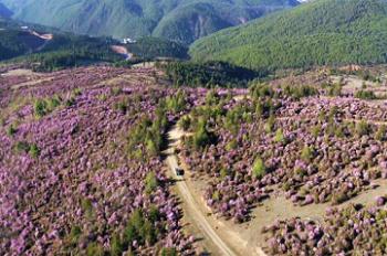 Azaleas blossom in southwest China’s Shangri-la