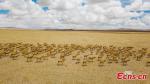 May 23, 2019 -- Approximately 3,000 Tibetan antelope form a spectacular scene as they migrate in Gerze County, Ngari Prefecture, Southwest China’s Tibet Autonomous Region. (Photo: China News Service/ Sonam Rinchen)