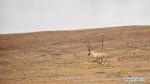 May 27, 2019 -- Photo taken on May 23, 2019 shows a Tibetan antelope in Nagqu, southwest China`s Tibet Autonomous Region. (Xinhua/Zhou Jinshuai)