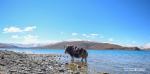 May 28, 2019 -- Photo taken on May 24, 2019 shows a yak on the bank of Yamzbog Yumco Lake in Nagarze County of Shannan, southwest China`s Tibet Autonomous Region. The Yamzbog Yumco Lake is regarded as one of the three largest sacred lakes in Tibet. (Xinhua/Jigme Dorje)