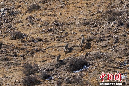 Three snow leopards are spotted in Qilian Mountain National Park in northwest China
