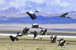 May 31, 2019 -- Black-necked cranes fly over the in Doqen Co (Lake) Yadong County, southwest China`s Tibet Autonomous Region, May 29, 2019. (Xinhua/Zhang Rufeng)