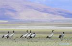 May 31, 2019 -- Black-necked cranes rest on the Doqen Co (Lake) in Yadong County, southwest China`s Tibet Autonomous Region, May 29, 2019. (Xinhua/Zhang Rufeng)