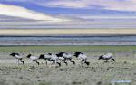 May 31, 2019 -- Black-necked cranes forage on the Doqen Co (Lake) in Yadong County, southwest China`s Tibet Autonomous Region, May 29, 2019. (Xinhua/Zhang Rufeng)
