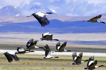 In pics: black-necked cranes in Doqen Co (Lake), Tibet