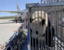 June 4, 2019 -- Photo taken on June 3, 2019 shows a giant panda at Caojiapu International Airport in Xining, capital city of northwest China`s Qinghai Province. Two giant pandas, named Hexing and Shuangxin, who were from the Chengdu Research Base of Giant Panda Breeding, arrived in Xining on Monday, becoming the first giant pandas to settle down in the plateau city. (Xinhua/Wu Gang)