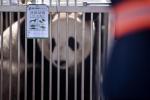 June 4, 2019 -- Photo taken on June 3, 2019 shows a giant panda at Caojiapu International Airport in Xining, capital city of northwest China`s Qinghai Province. Two giant pandas, named Hexing and Shuangxin, who were from the Chengdu Research Base of Giant Panda Breeding, arrived in Xining on Monday, becoming the first giant pandas to settle down in the plateau city. (Xinhua/Wu Gang)