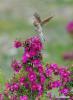 June 11, 2019 -- Photo taken on June 9, 2019 shows a bird ready to perch on flowers at a rose garden of an agricultural industrial park in Dagze District of Lhasa, capital city of southwest China`s Tibet Autonomous Region. The garden covering an area of 200 mu (13.3 hectares) has become a rural tourist destination and a way of increasing income for local villagers. (Xinhua/Zhang Rufeng)