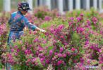 June 11, 2019 -- A tourist picks petals from flowers at a garden of an agricultural industrial park in Dagze District of Lhasa, capital city of southwest China`s Tibet Autonomous Region, June 9, 2019. The garden covering an area of 200 mu (13.3 hectares) has become a rural tourist destination and a way of increasing income for local villagers. (Xinhua/Zhang Rufeng)