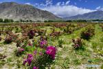 June 11, 2019 -- Photo taken on June 9, 2019 shows a garden at an agricultural industrial park in Dagze District of Lhasa, capital city of southwest China`s Tibet Autonomous Region. The garden covering an area of 200 mu (13.3 hectares) has become a rural tourist destination and a way of increasing income for local villagers. (Xinhua/Zhang Rufeng)