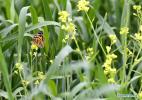 June 24, 2019 -- A butterfly is seen in the field on the outskirts of Xigaze, southwest China`s Tibet Autonomous Region, June 22, 2019. (Xinhua/Zhang Rufeng)