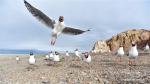 July 10, 2019 -- Brown-headed gulls are seen along the bank of Nam Co Lake in southwest China`s Tibet Autonomous Region, July 5, 2019. (Xinhua/Zhou Jinshuai)