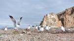 July 10, 2019 -- Brown-headed gulls are seen along the bank of Nam Co Lake in southwest China`s Tibet Autonomous Region, July 5, 2019. (Xinhua/Zhou Jinshuai)