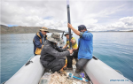 July 24, 2019 -- Members of a Chinese scientific expedition team take out the sediment core of Lake Yamzhog Yumco in Nanggarze County of Shannan, southwest China`s Tibet Autonomous Region, July 22, 2019. Chinese scientists are working on a survey to measure the depth of a major lake in southwest China`s Tibet Autonomous Region, sources with the Chinese Academy of Sciences (CAS) said Tuesday. Lake Yamzhog Yumco with an area of about 590 square km is located in Nanggarze County in the city of Shannan. Yamzhog Yumco along with Lake Namtso and Lake Manasarovar are regarded as the three holy lakes of Tibet. (Xinhua/Jigme Dorje)