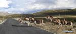 Aug.1, 2019 -- Photo taken on July 29, 2019 shows Kiangs (Equus kiang) run across a road in Ali, southwest China`s Tibet Autonomous Region. (Xinhua/Jigme Dorje)