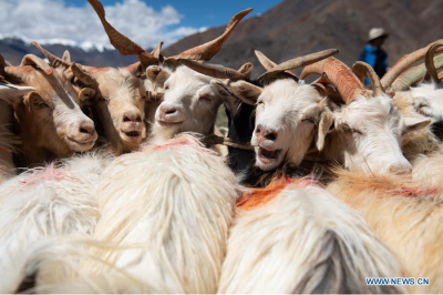 Herdsmen milk sheep in Rutog County, China’s Tibet